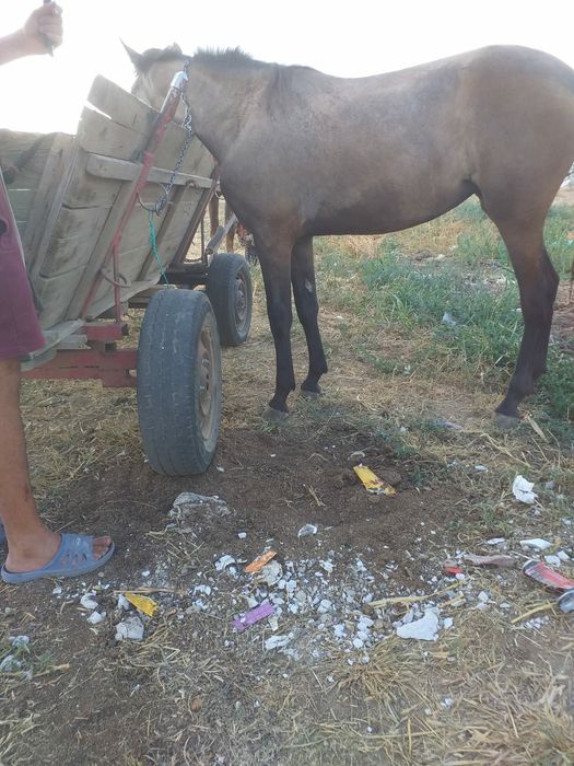 De vanzare carlana de un an jumate