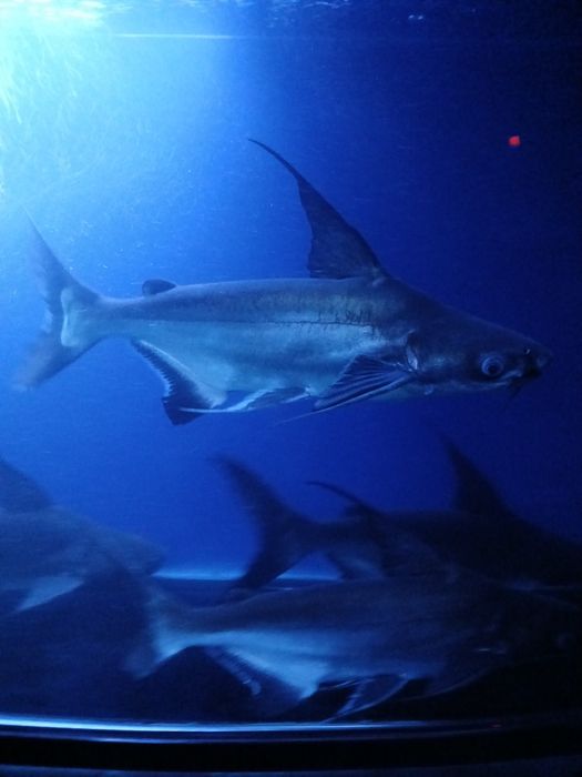 Akula pangasius 35-40cm atrofida 500000 kelishamiz