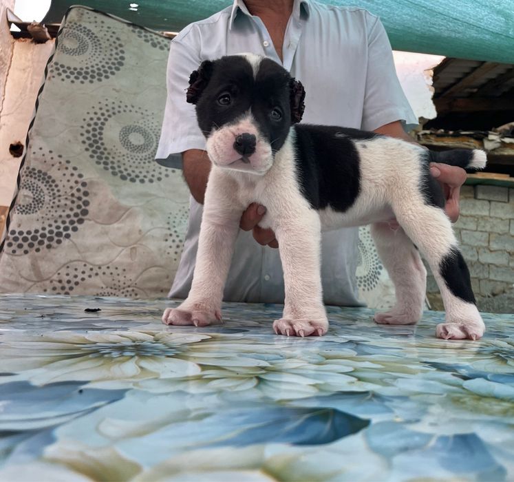 Щенок Алабая ( Туркменский ) чистокровный