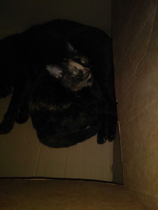 Котят отдам в хорошие руки