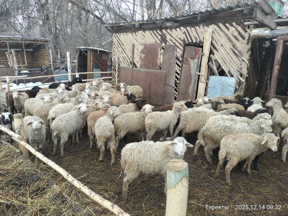 Токты 58 бас сатылады Алакол ауданы Теректы уылында тур еркек ургашы