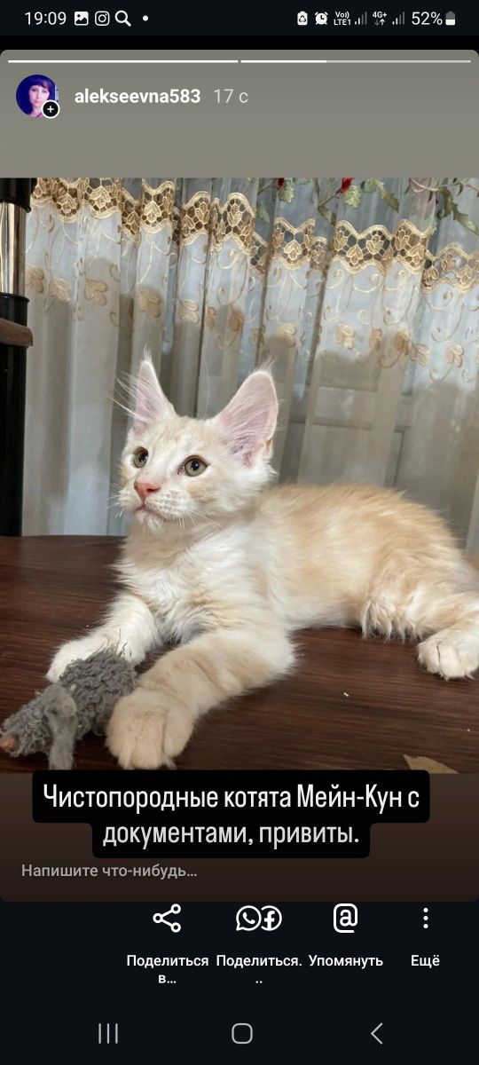 Мейн-Кун котята.