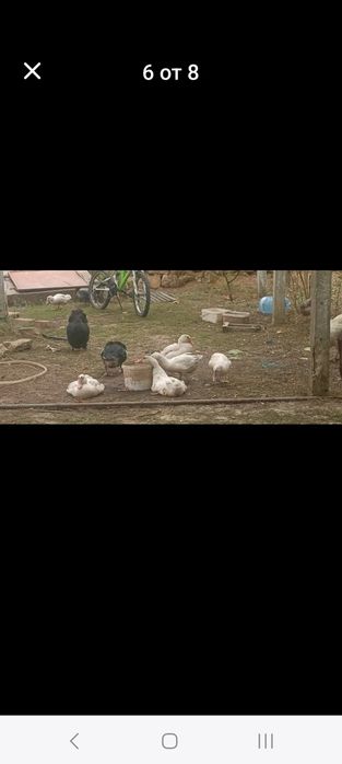 Продавам неми патета на 4 месеца