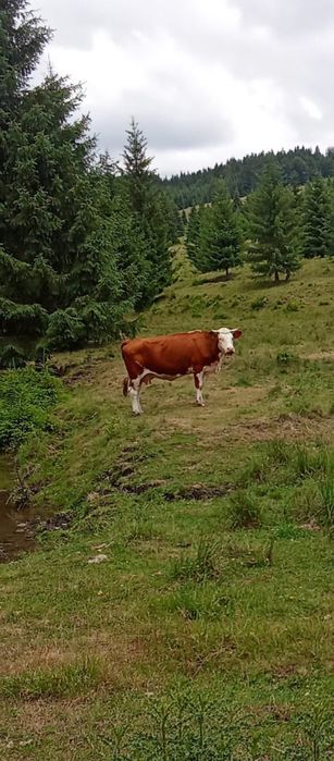 Vaca de vânzare gestanta