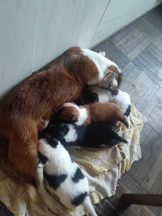 Donez 3 băieței taie mica