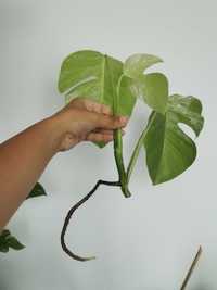 Monstera albo - top cutting