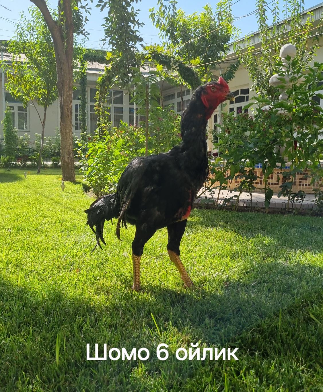 Продаются петухи породы Шомо