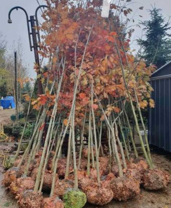 Plante decorative pentru grădini, curți și spații publice