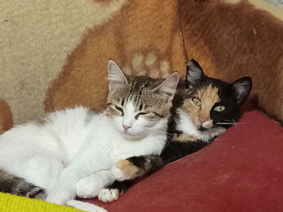 Подарявам котета с изградени хигиенни навици