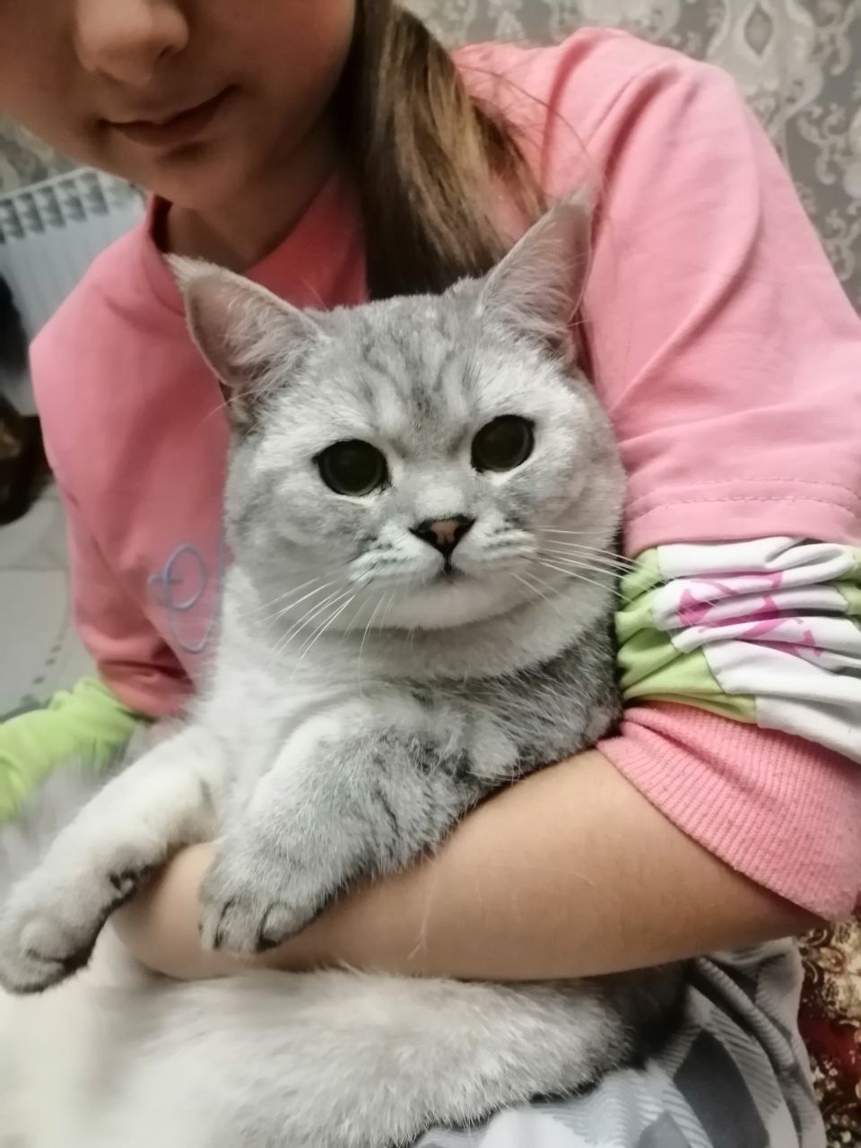 Пропал Кот!!! Серебристая шиншилла Мирзо улугбек район,