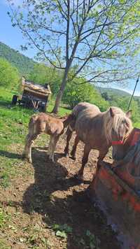 Vând iapă de 4 ani cu mânză!