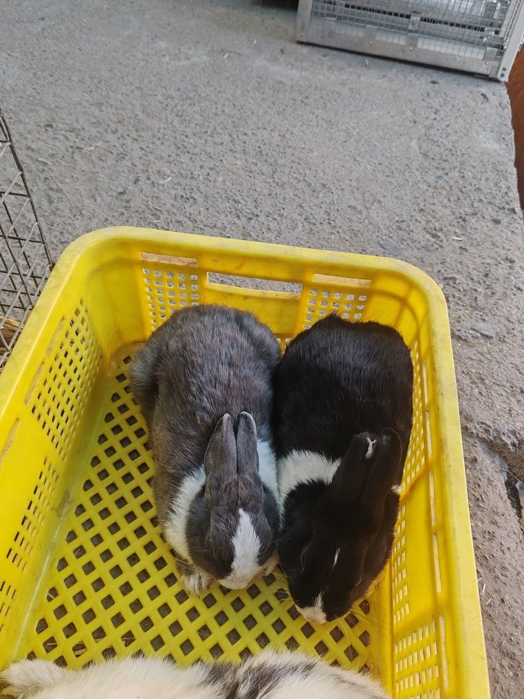Karlik panda para