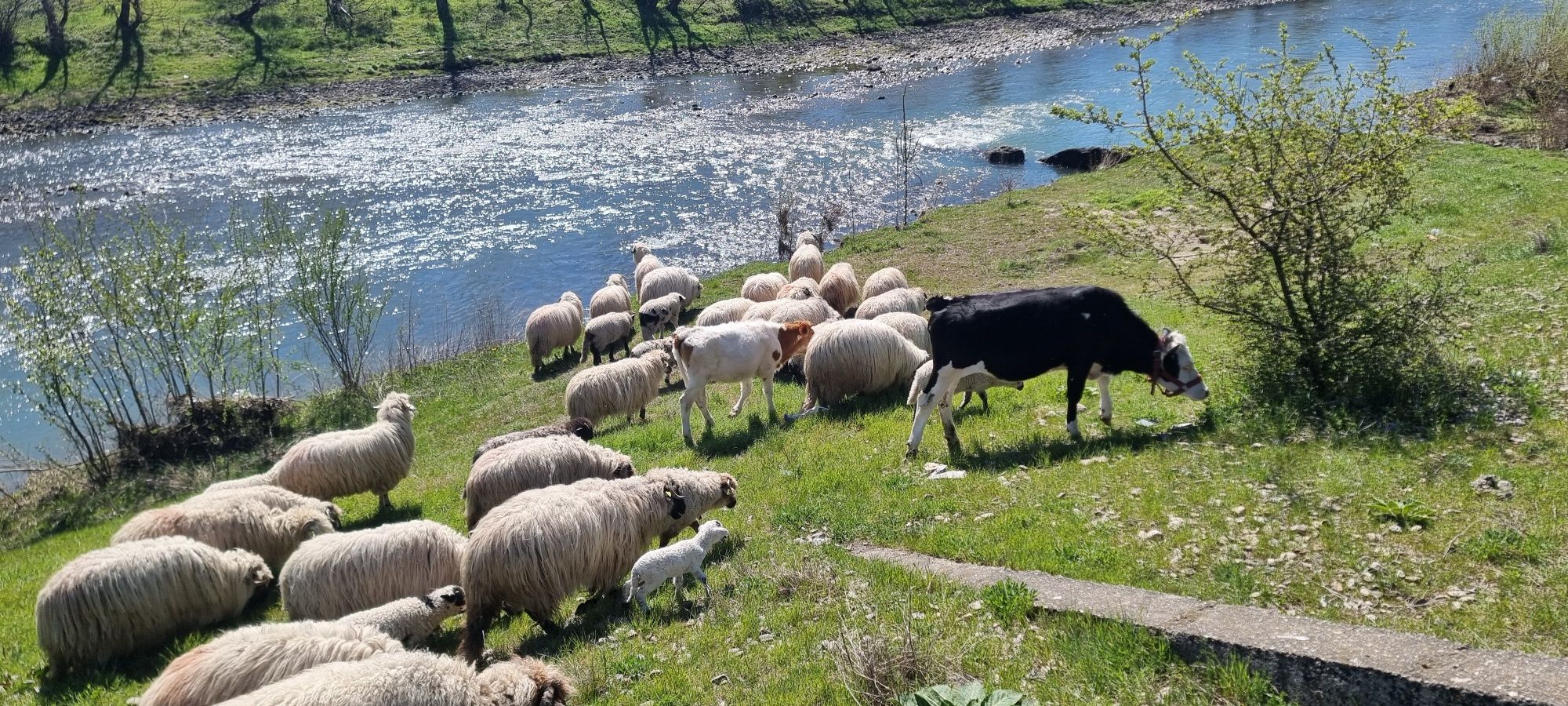 De vânzare oi breze și bucalai