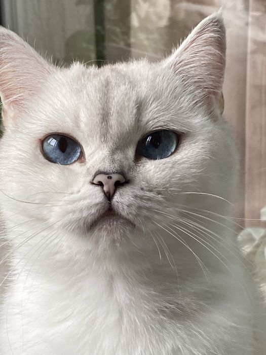 Британска чинчила