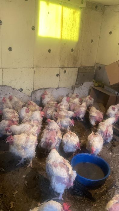 Продам курей бройлеров
