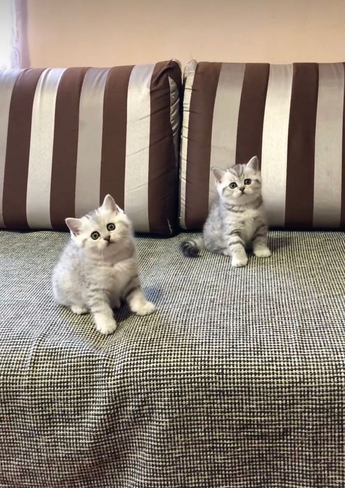 Котята-серебристая шиншилла