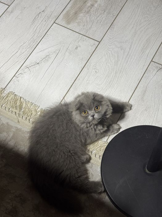 Кошка скоттиш фолд продаются