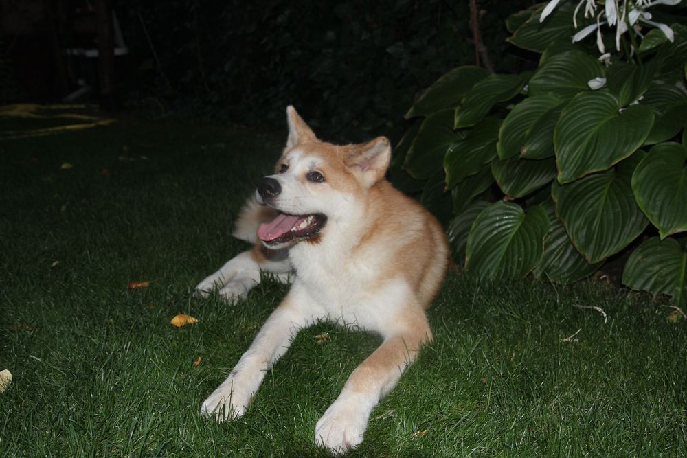Pui de Akita inu