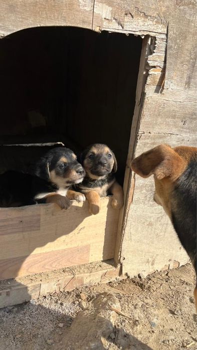 Күшіктер/щенки в добрые ркуи