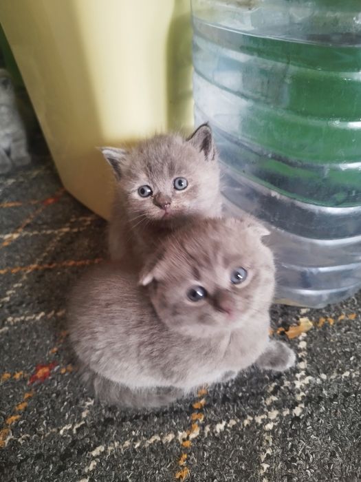 Скотиш страйт и фулд