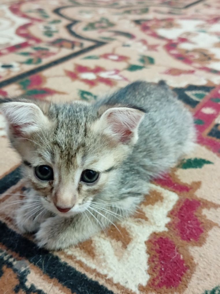 Mushuk bolasi (Hadya)