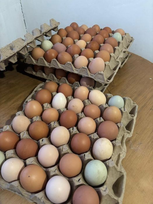 Домашние Яйца по 100 тг