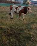 Tăuraș bălțat de tip Simmental