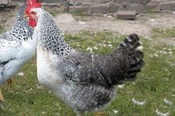 Барковская баравистая яйца