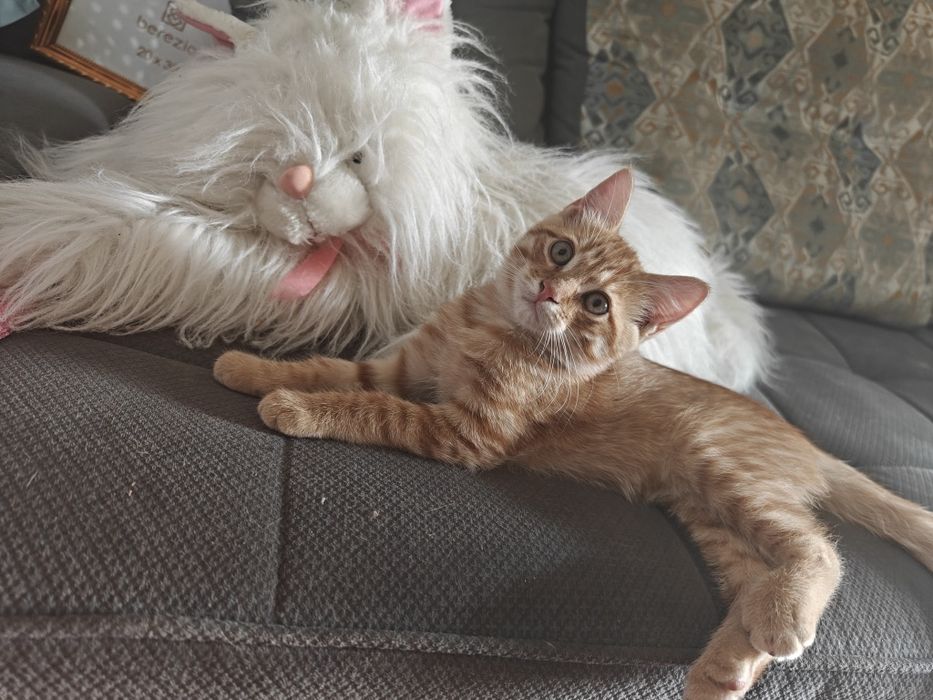 Котята очаровательные  скотиш страйт