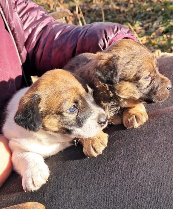 Donez caini talie medie