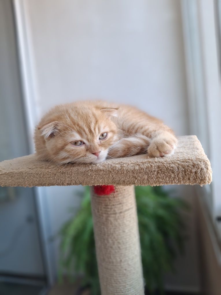 Шотландски котенца
