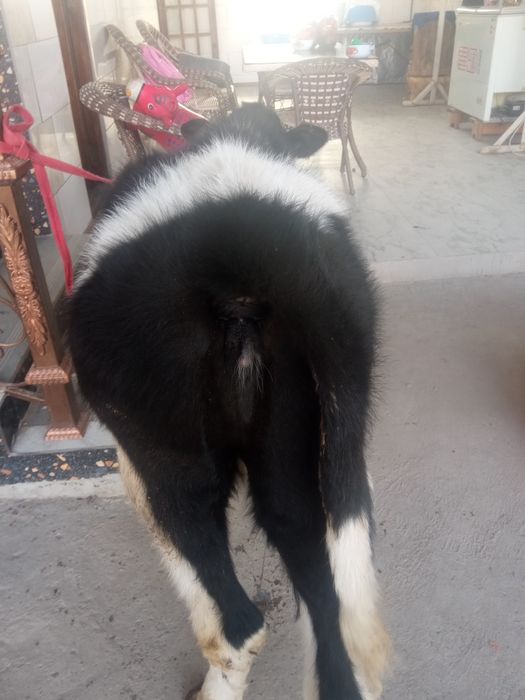 Gunajin sotiladi 10 ml