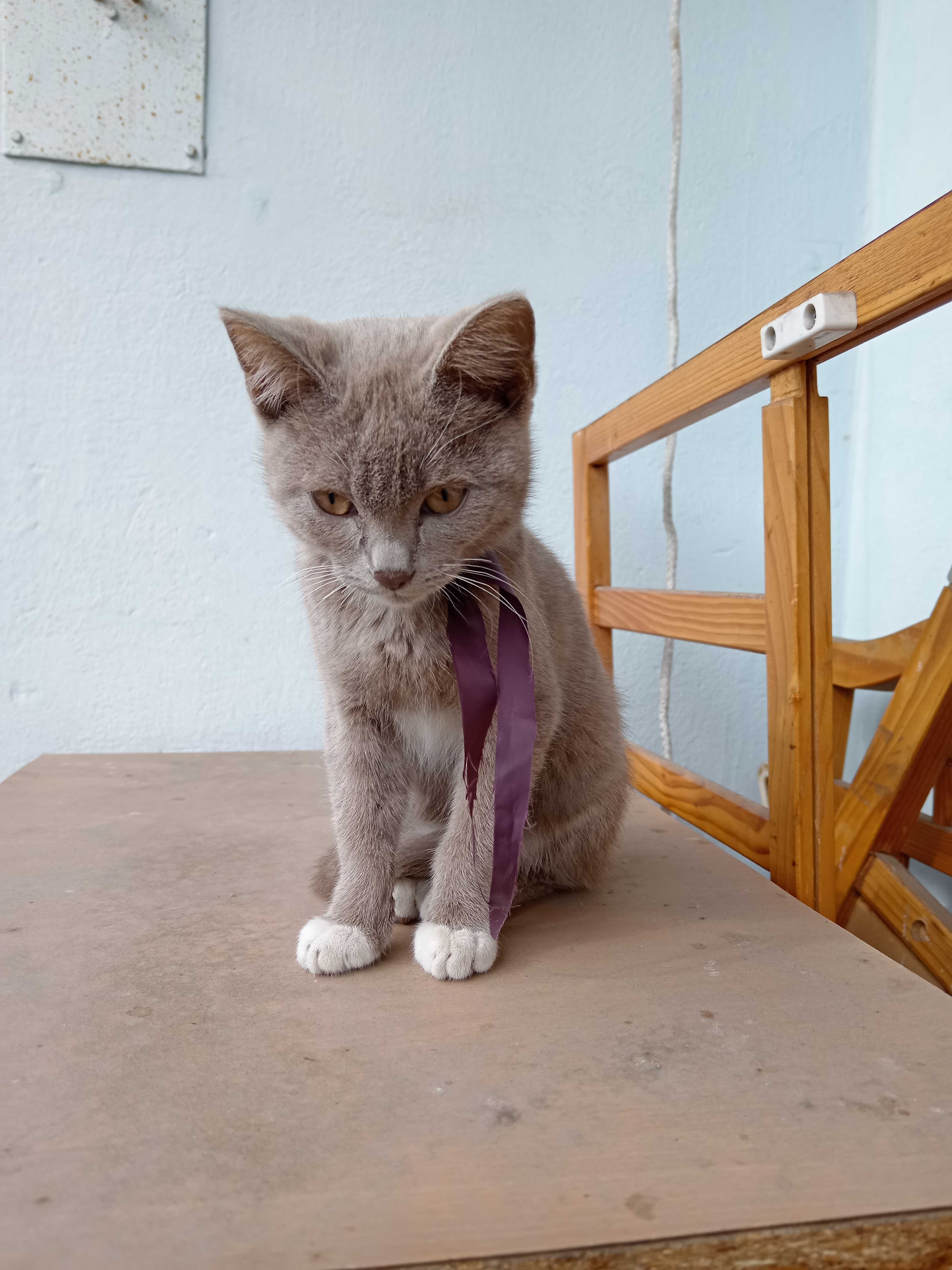 Котенок ищет дом.