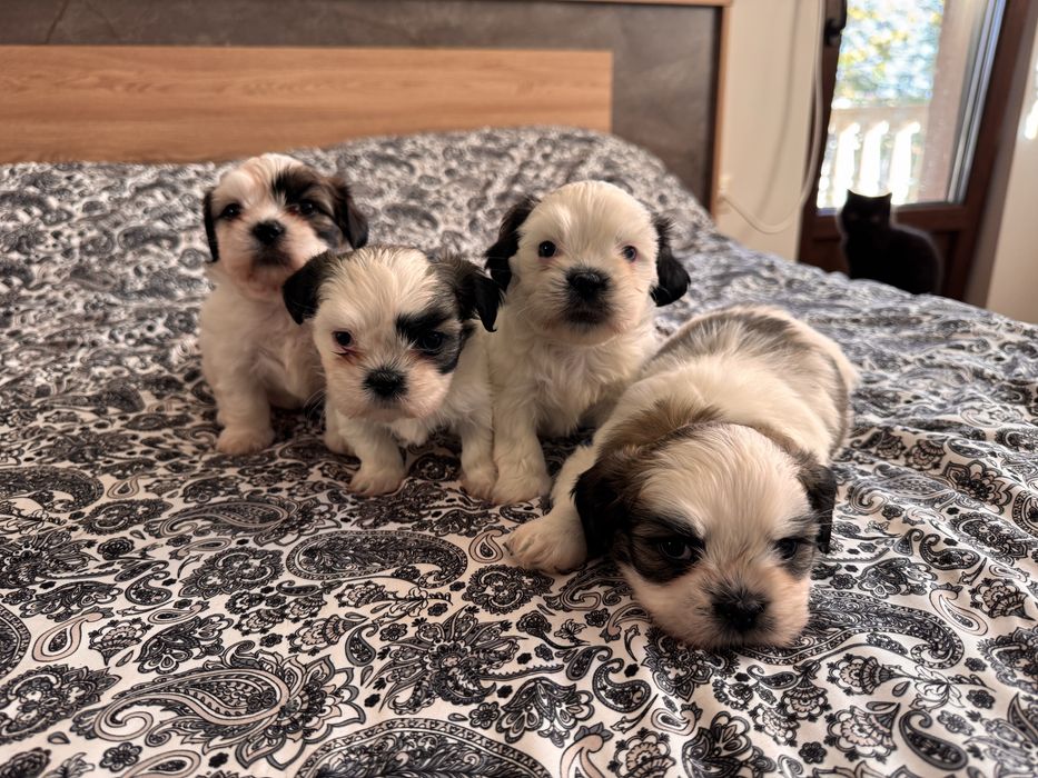 Кученца ши-тцу, кучета, куче, кученце