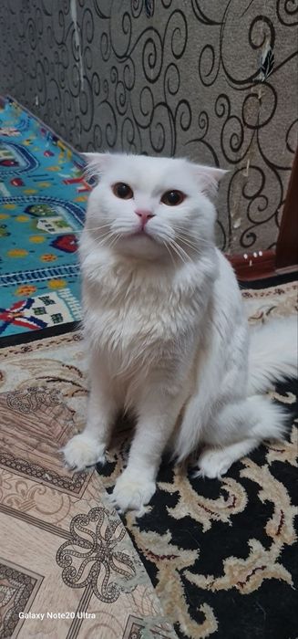 Oppoq aqilli qimmat muzhyk