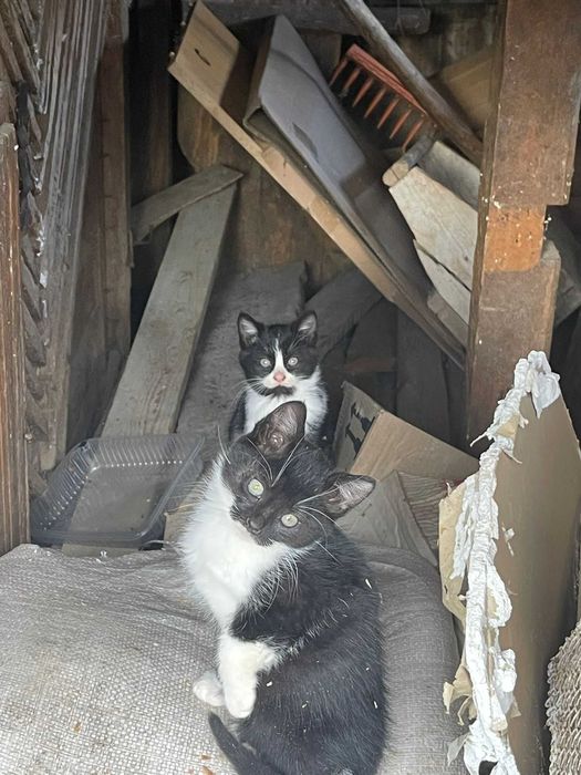 Donez pui de pisica de aproximativ 2 luni