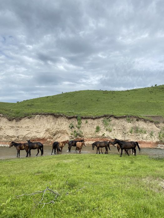 11 бас жылқы жоғалып кетті.