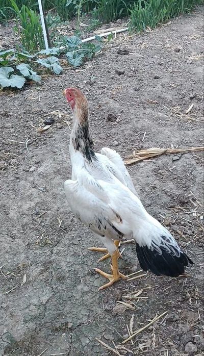 Dakan jojala sotiladi