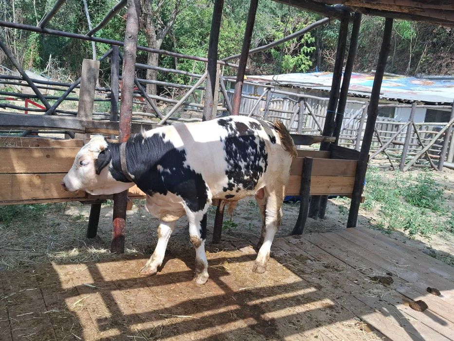 Vând viței si vitică