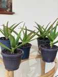 Алое Вера Aloe Arborescenes   4 на цената на 3