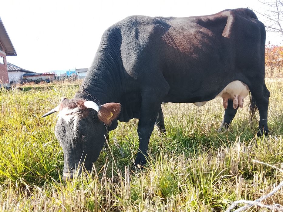 Vnd vaca cu vițel fătată de 6 săptămână al 4 vițel și are lapte 14 15