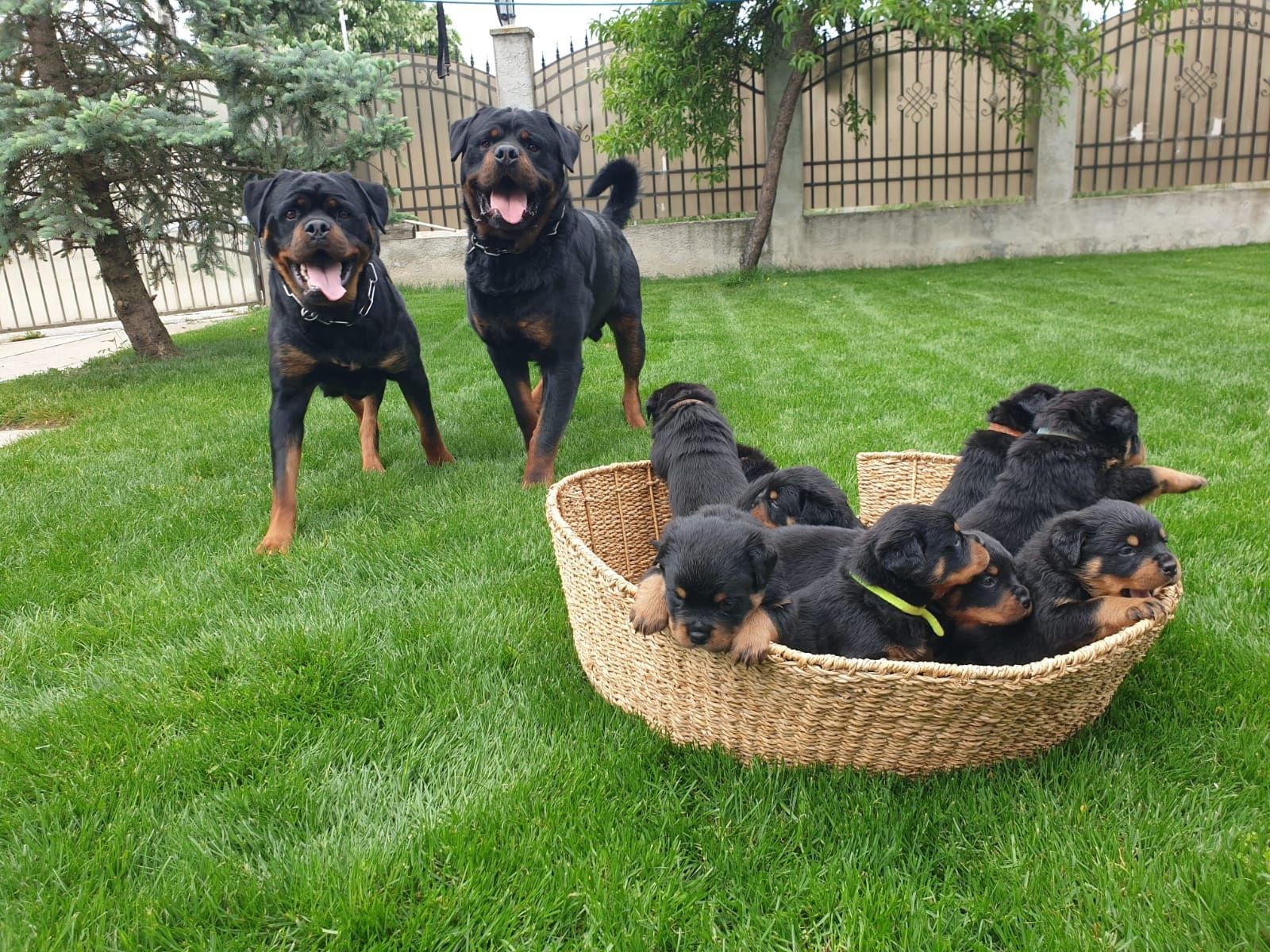 Rottweiler pui cu pedigree