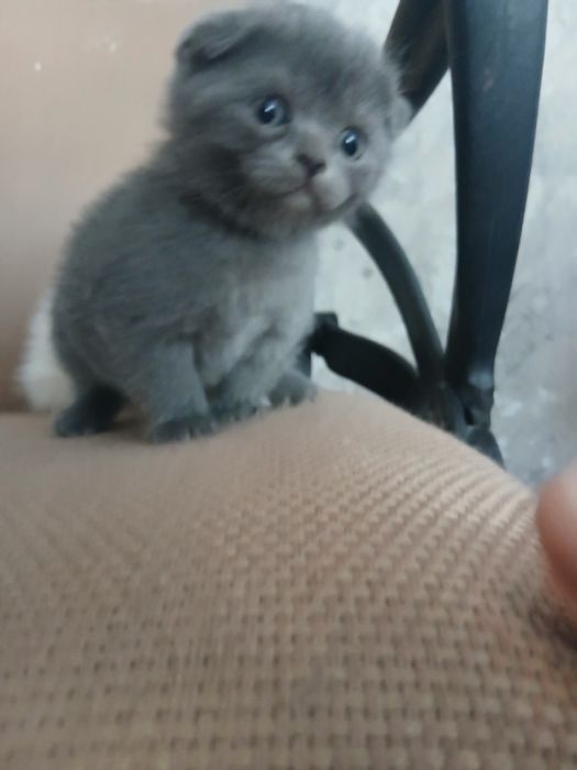 Zotdor mushuk bolalari