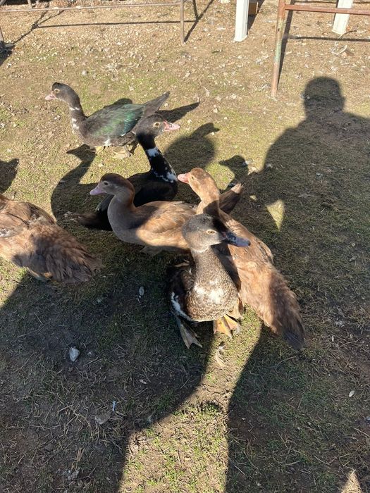 Vând rațe leșești