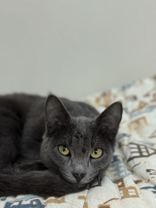 Британский порода кыз пышык сатылады аты Клеопатра