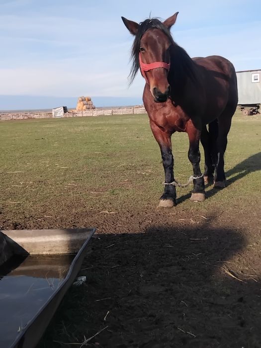 Vând iapă de 5 ani