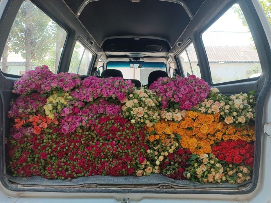 Atirgul koʻchatla sotiladi