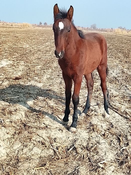 Ot jondorda kelishsa boʻladi