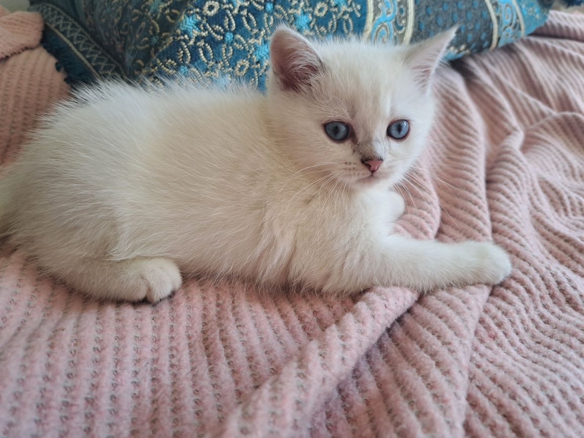 Котенца шотландски/британски