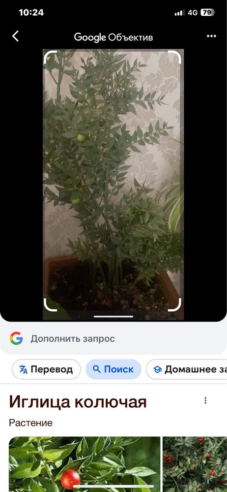 Комнатные цветы